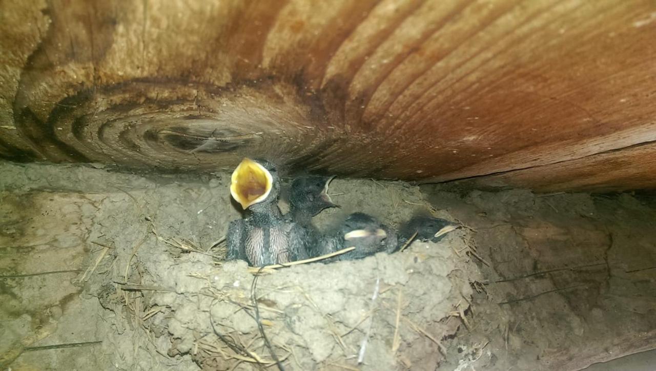 Casa Rural Vilaspasa, Alquiler Integro Gotarta Exteriér fotografie