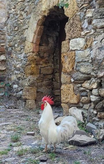 Casa Rural Vilaspasa, Alquiler Integro Gotarta Exteriér fotografie